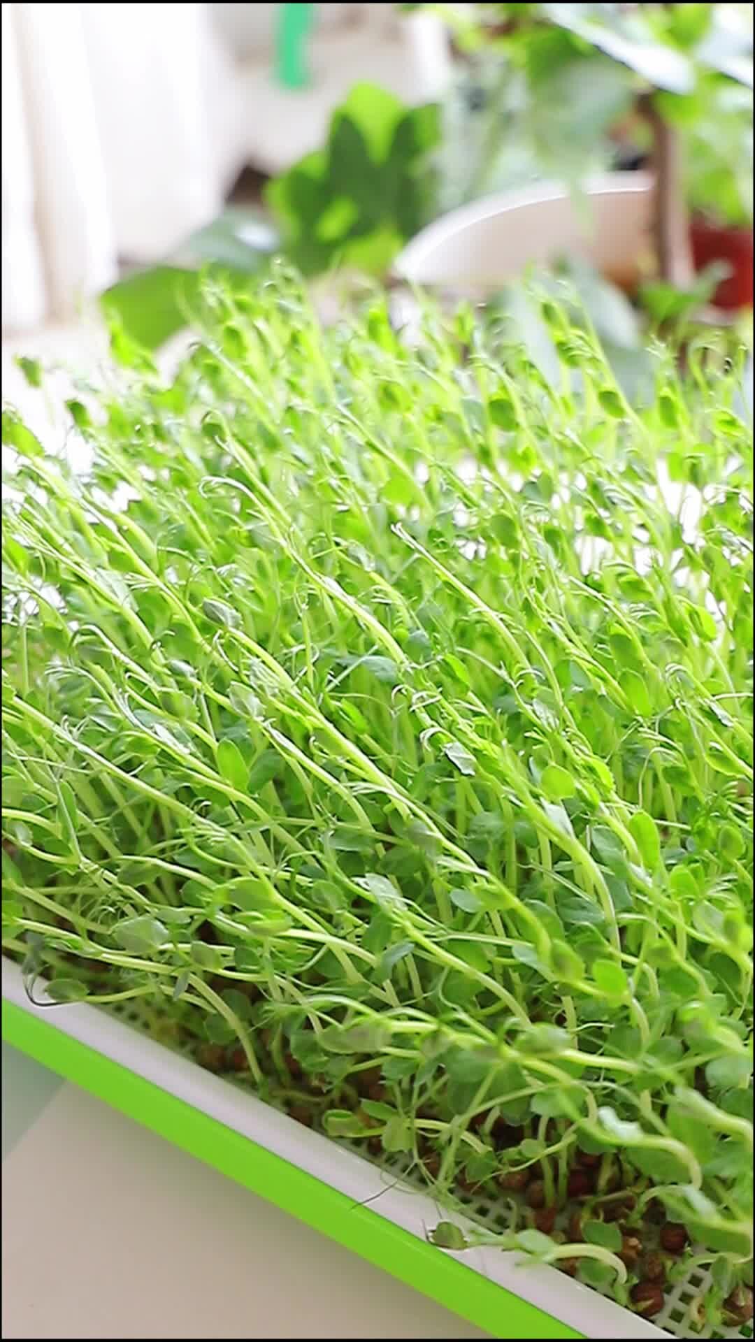 100%成功的家庭水培蔬菜