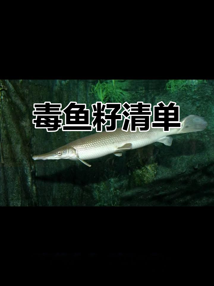 这些鱼籽有毒,千万别吃!鲶鱼、河豚等都在名单上