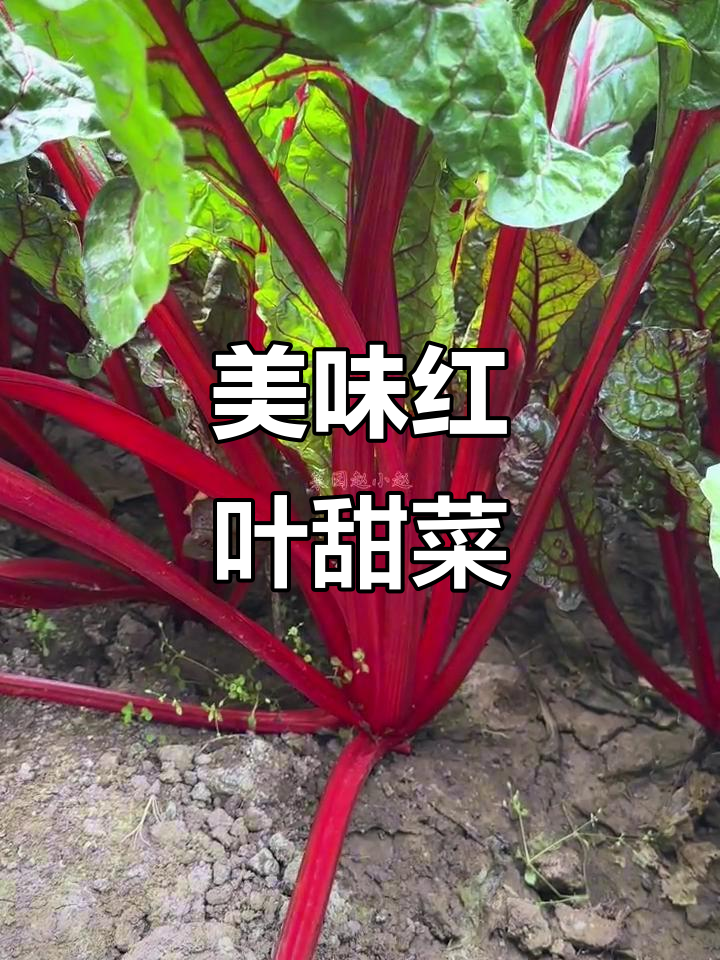 红叶甜菜:低热量高营养,阳台种植轻松上手