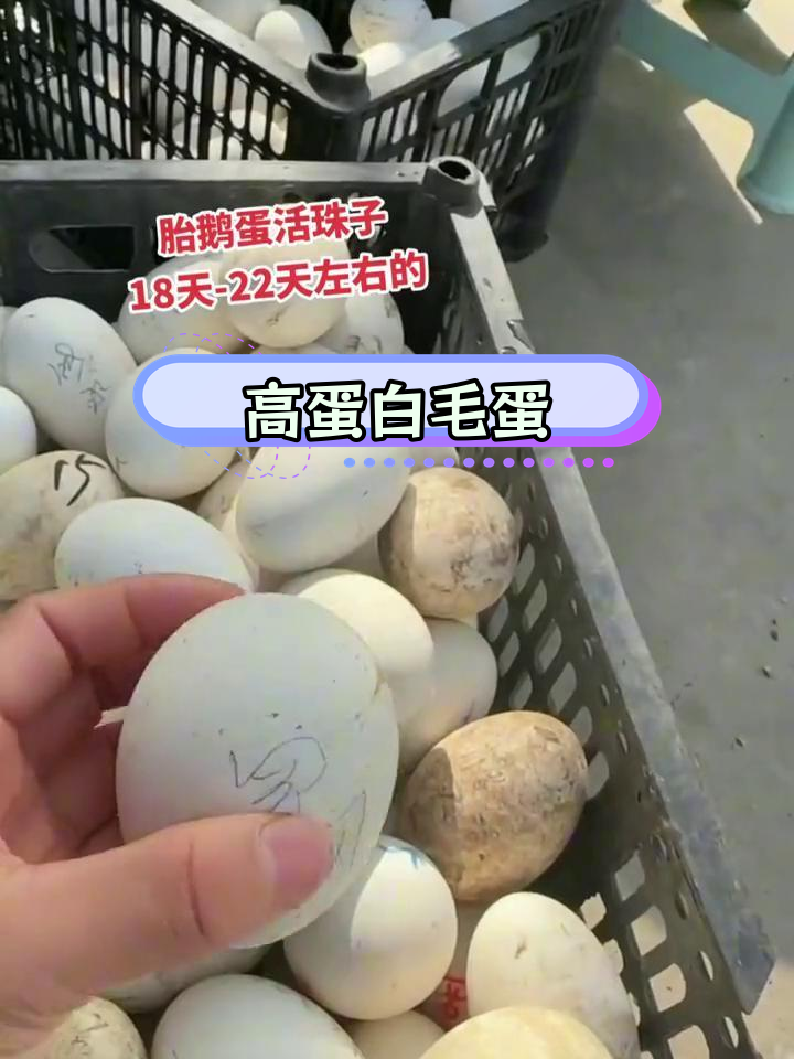 18-22天孵化活珠子,家乡美味发货中