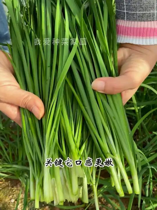 韭菜还是自己种的吃着放心 田园生活 在家种菜 韭菜根