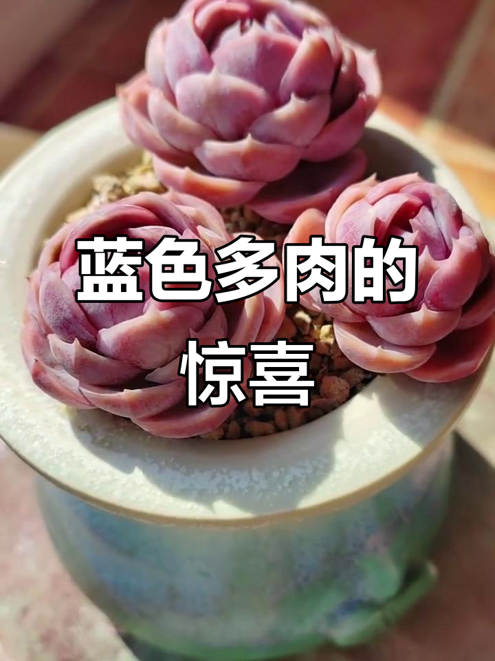 蓝色多肉植物带来的惊喜,治愈系满满