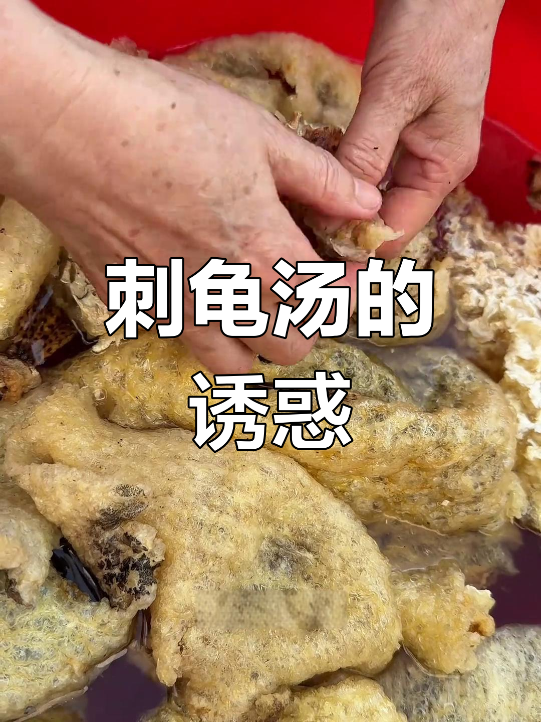 刺龟汤,席间必备美味,简单做却让人欲罢不能!