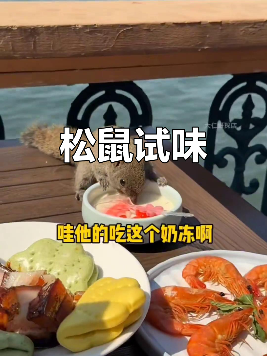 西湖松鼠也来尝醋鱼,可爱极了!