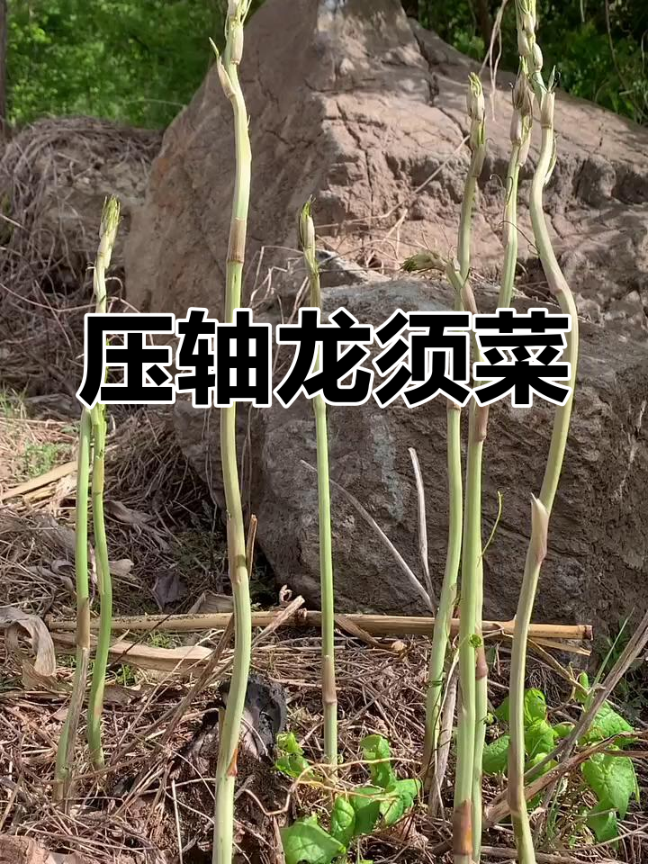 龙须菜:山野菜的王者,口感细腻清香