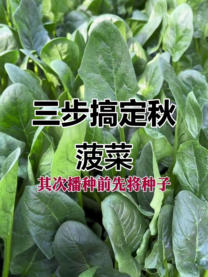 秋天种菠菜,三步教你快速出芽长势好