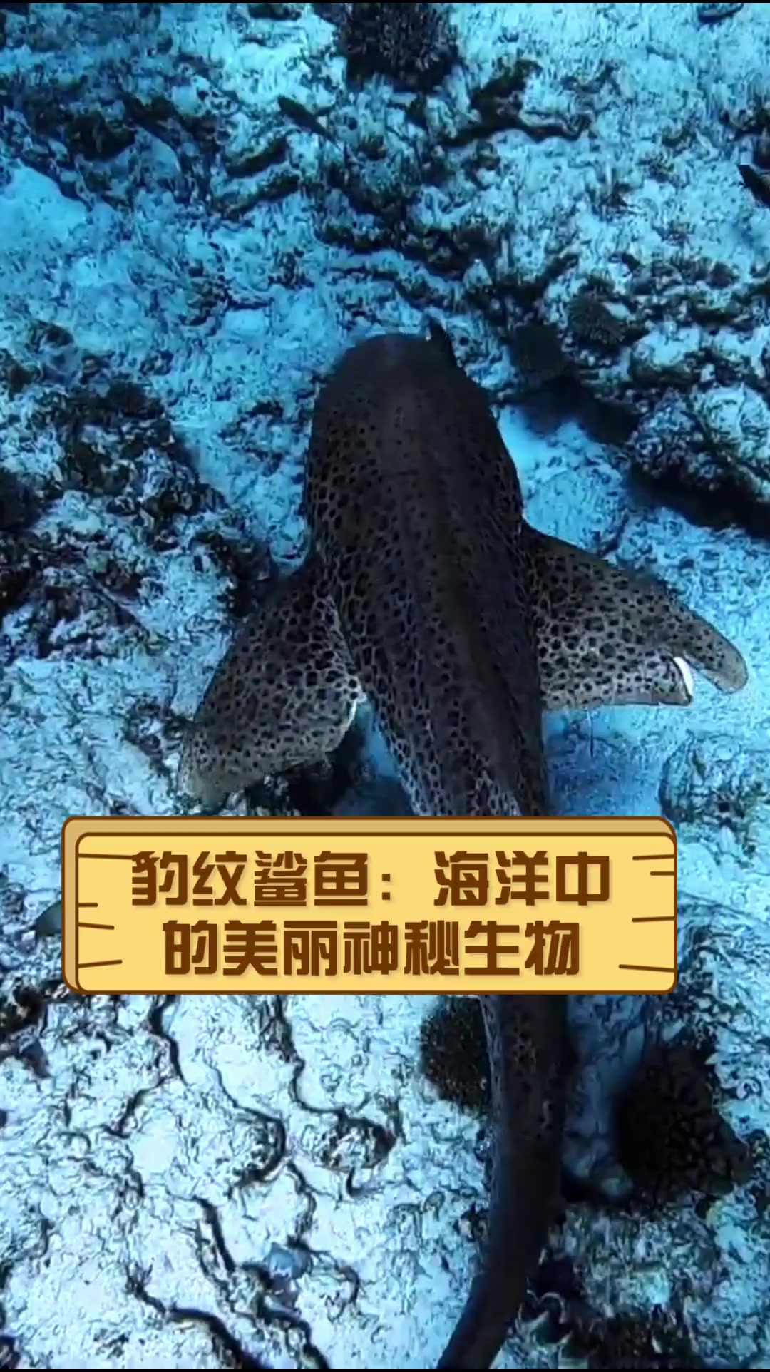 豹纹鲨鱼:海洋中的美丽神秘生物