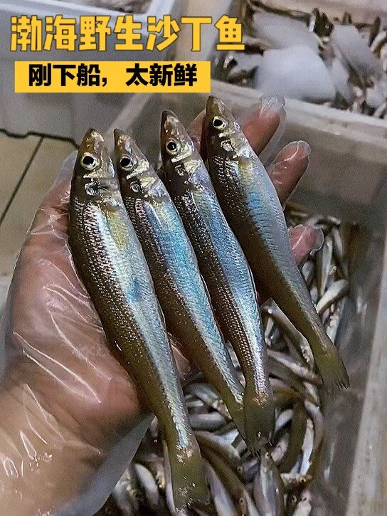 刚下船的野生沙丁鱼!太新鲜了!