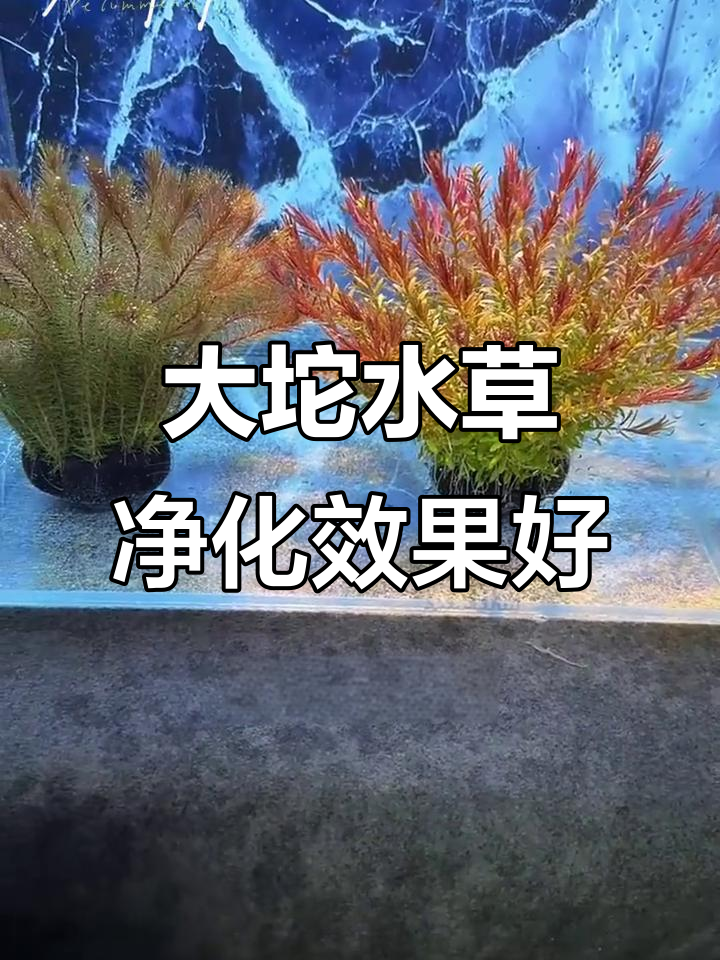 十字牛顿坨草:大尺寸净水王,适合鱼缸造景