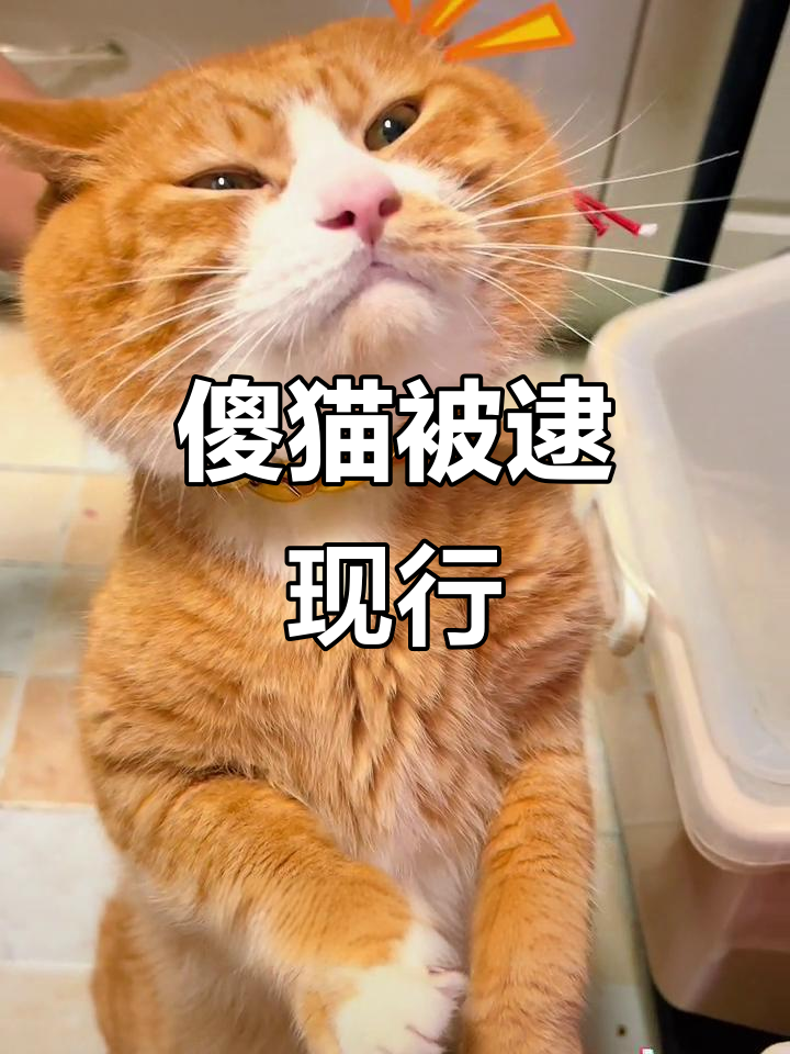 汤姆厨房撒尿被抓现行，委屈表情萌翻了