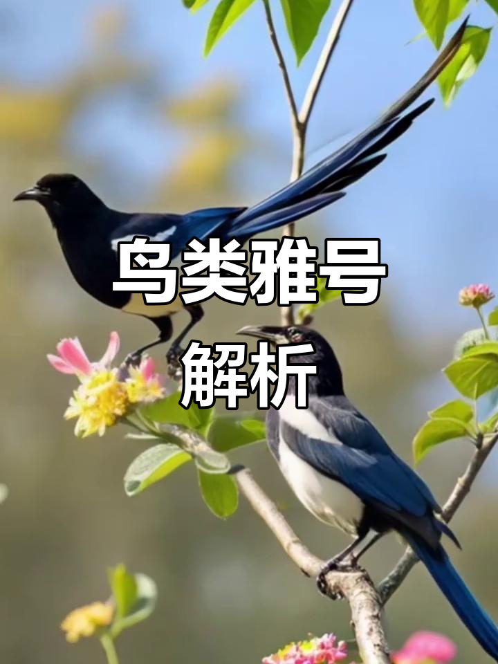 燕子称玄鸟,喜鹊为九官,杜鹃别名子规