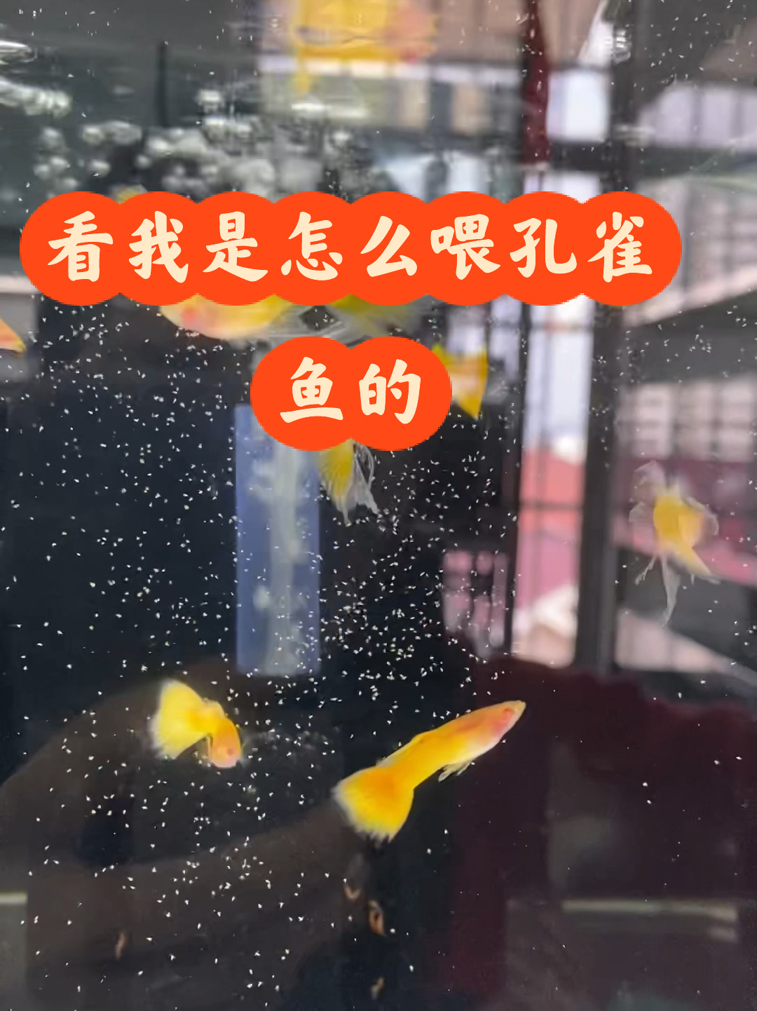 孔雀鱼吃什么好呢?