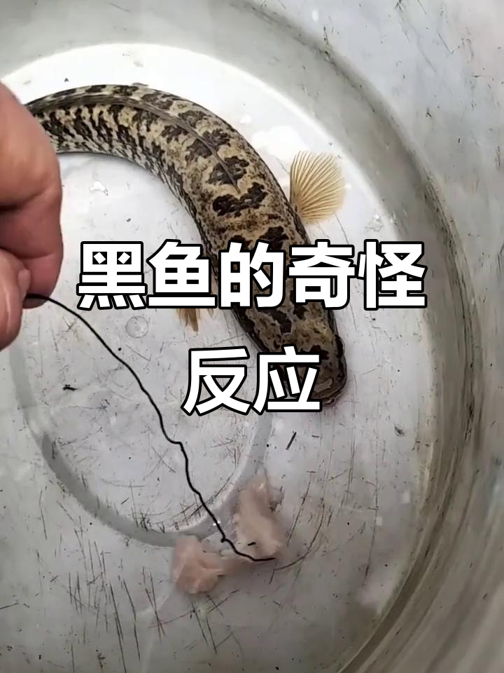 喂黑鱼时,食物扔下去它却不吃?等结果揭晓!