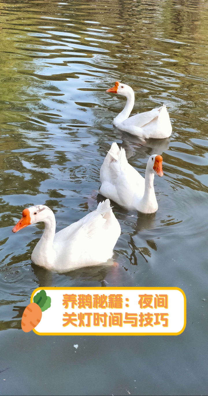 养鹅秘籍：夜间关灯时间与技巧
