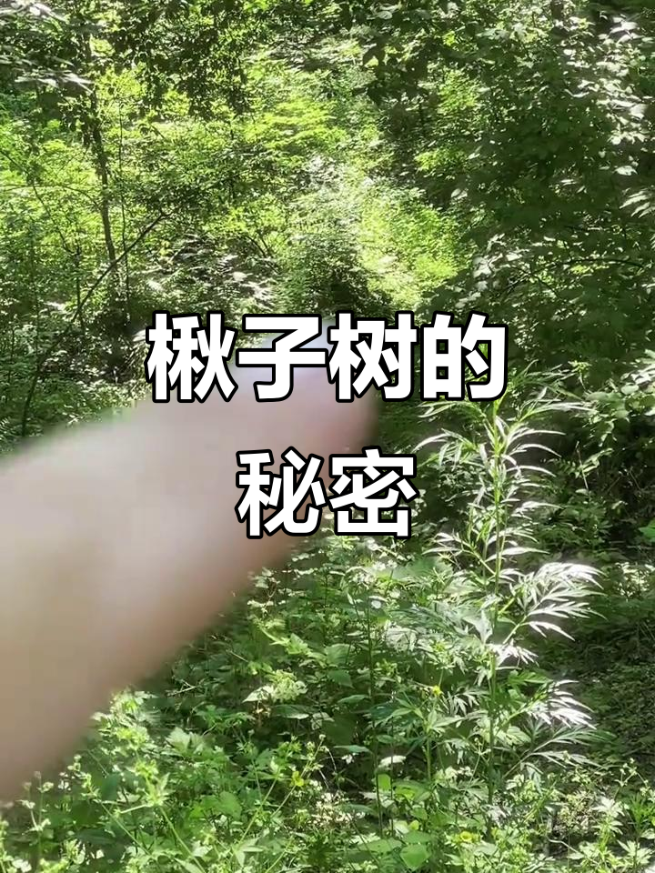 楸子树生长环境揭秘,核农如何发现并带回家?