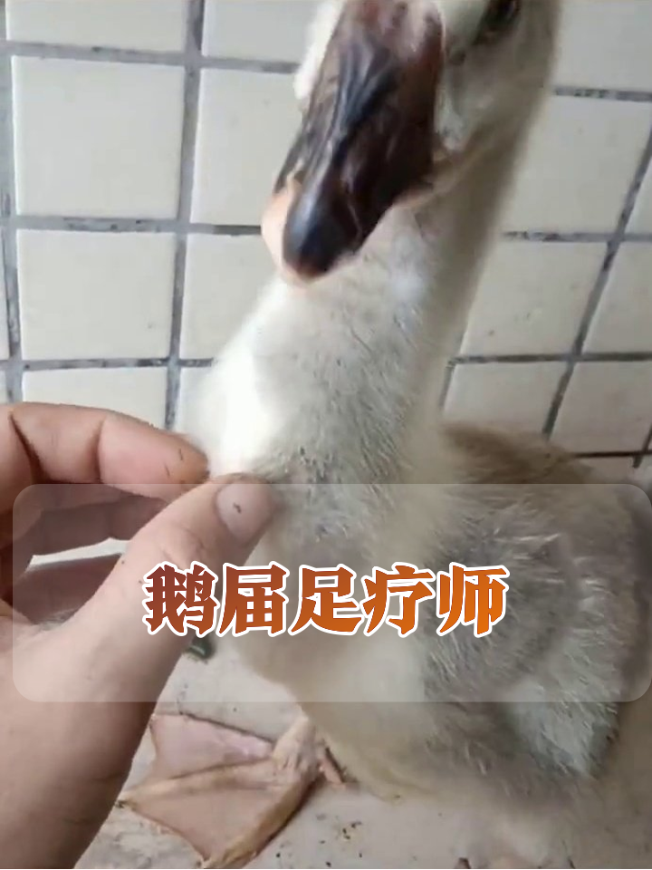 给狮头鹅做全套SPA!脚蹼按摩+肚肚检查,最后还敢嫌弃我?