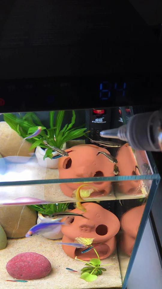小米鱼缸,大家手动喂,还是用自动喂食器