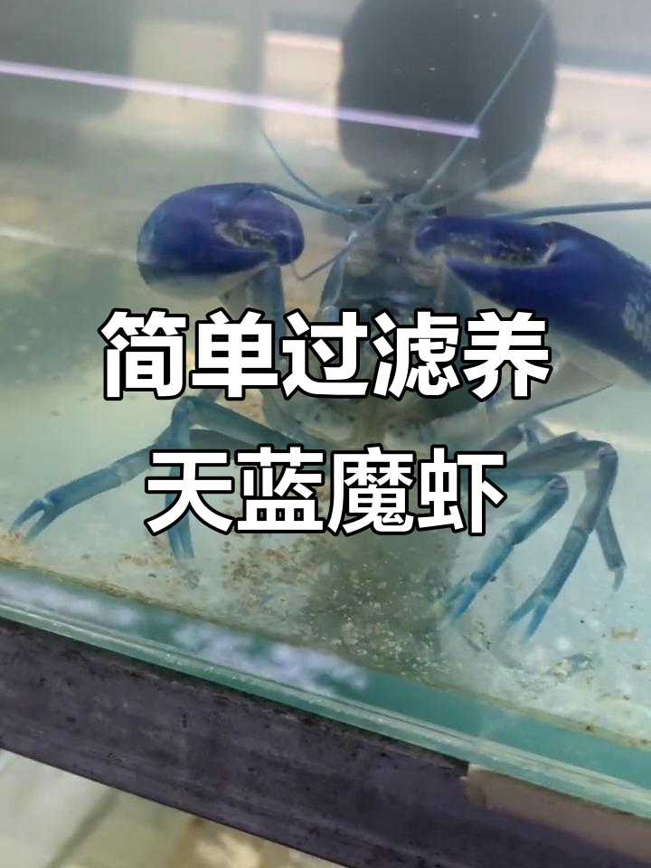 天空蓝魔虾养殖心得:过滤不必太强,简单就好