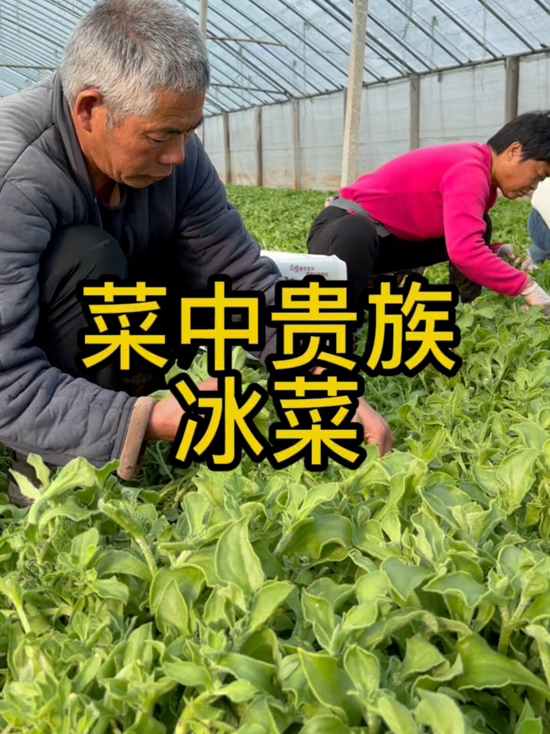 菜中贵族冰菜阳台小院都能种啊