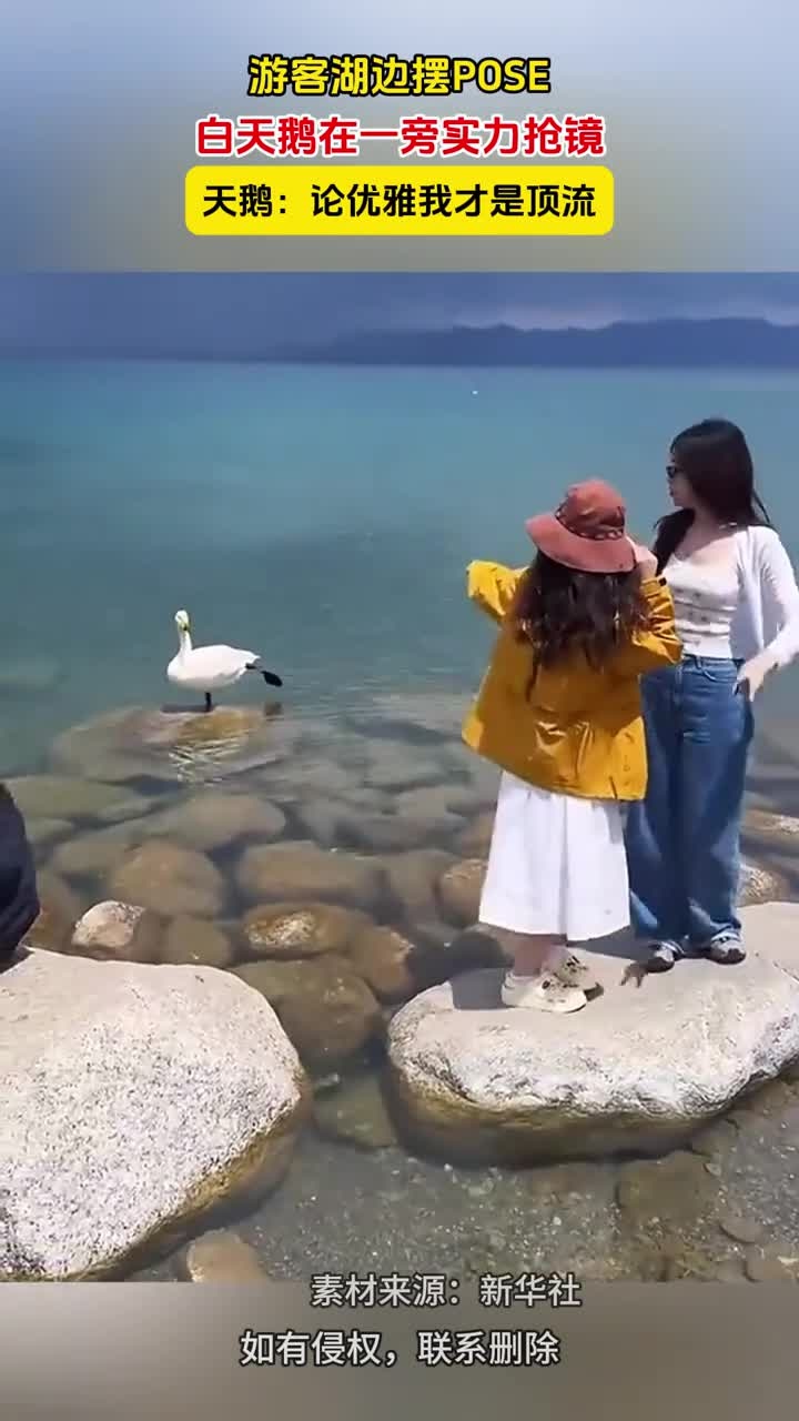 游客湖边摆POSE,白天鹅在一旁实力抢镜。天鹅:论优雅我才是顶流