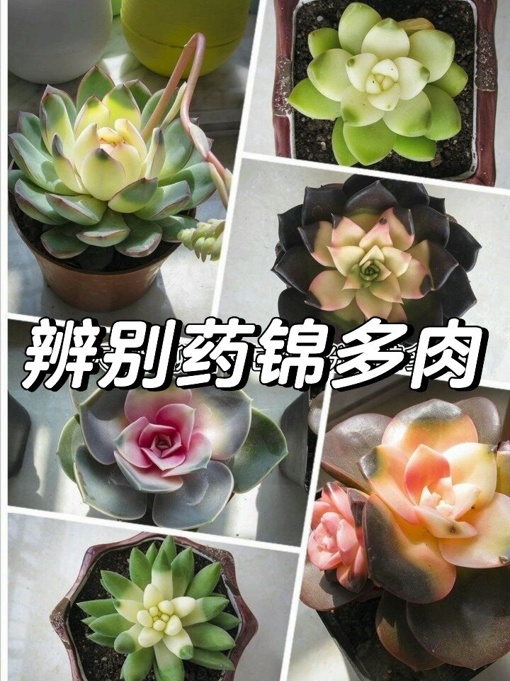 怎么辨别药锦多肉