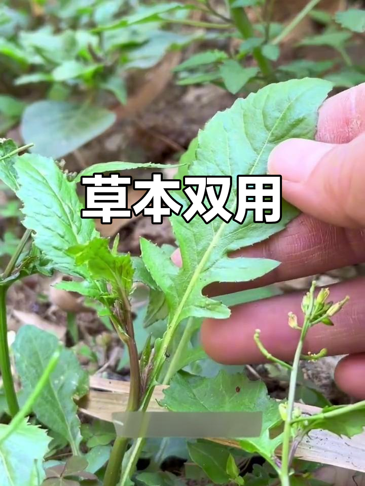 塘葛菜，草本良药，内服外敷皆有奇效