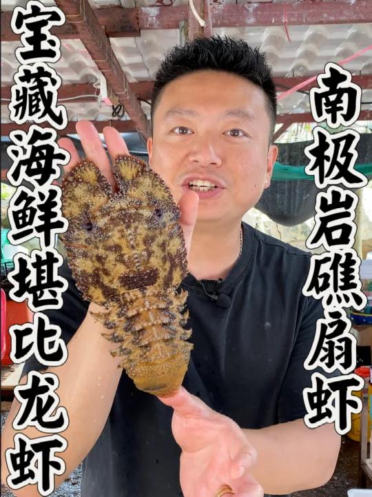 在海南发现的宝藏海鲜,长得像尸鳖,味道却比龙虾还好吃!学名南极岩礁扇虾,大家有机会一定要尝