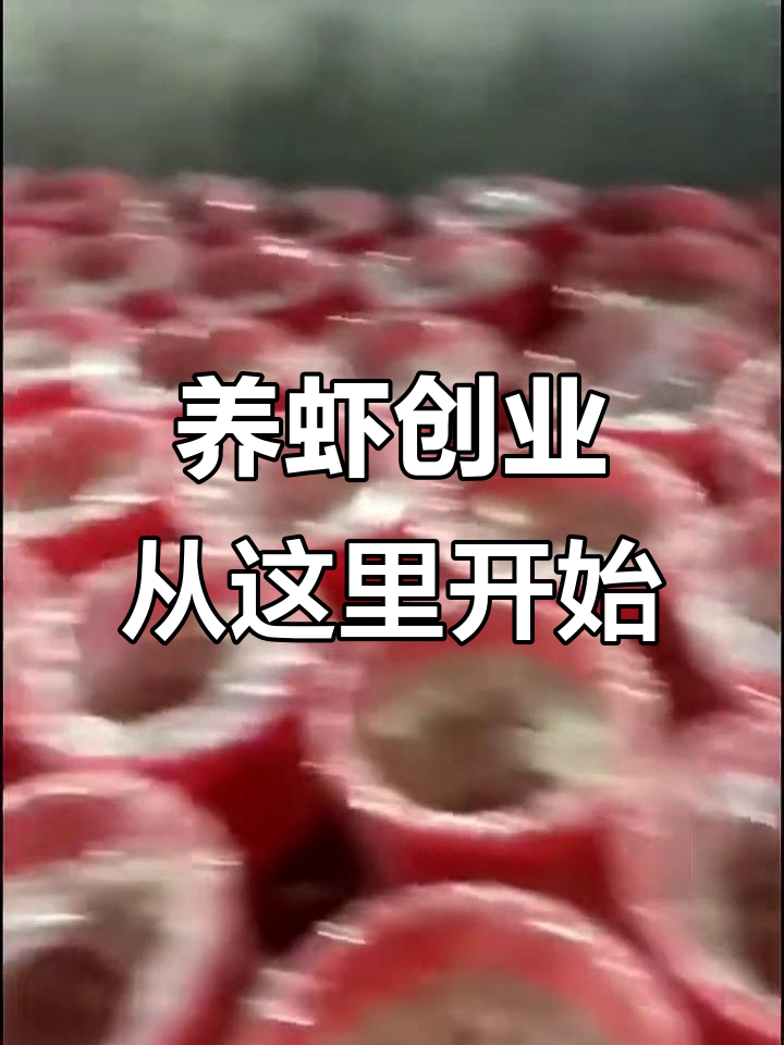 澳洲淡水蓝龙虾养殖技巧,带你轻松致富