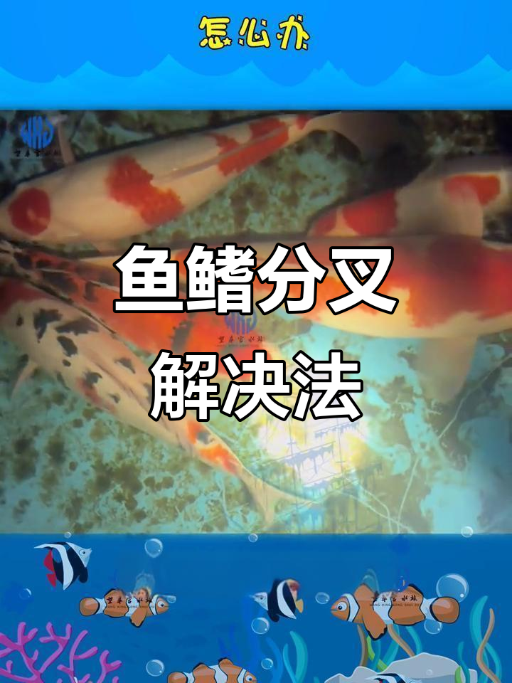 锦鲤鱼鳍分叉?了解原因,轻松应对!