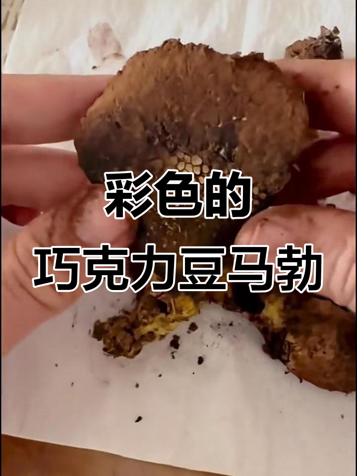 浮山上的彩色豆马勃:像巧克力一样的奇特物质