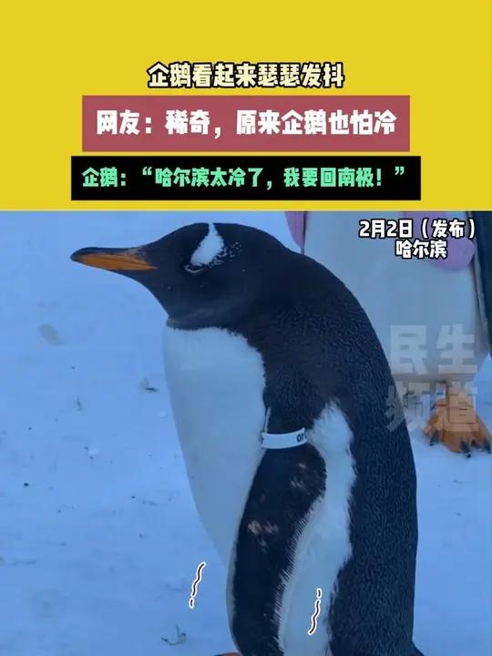 2月2日（发布）哈尔滨。素材来源。企鹅看起来瑟瑟发抖。网友：稀奇，原来企鹅也怕冷。企鹅：“