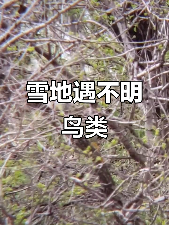 雪中野鸡现身,公母难辨?看它大尾巴就知道了