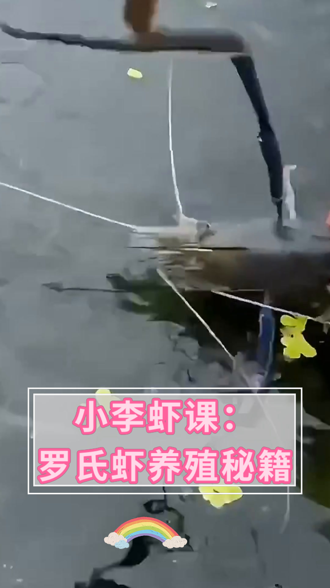 小李虾课:罗氏虾养殖秘籍