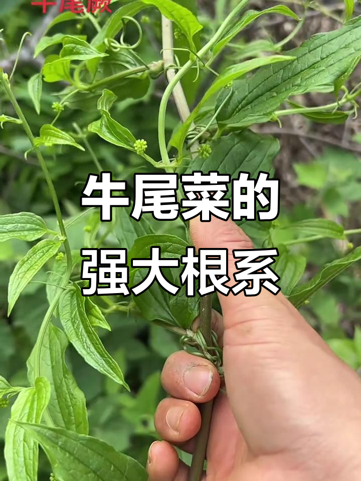 牛尾菜根系惊人,今天没带锄头也能轻松搞定