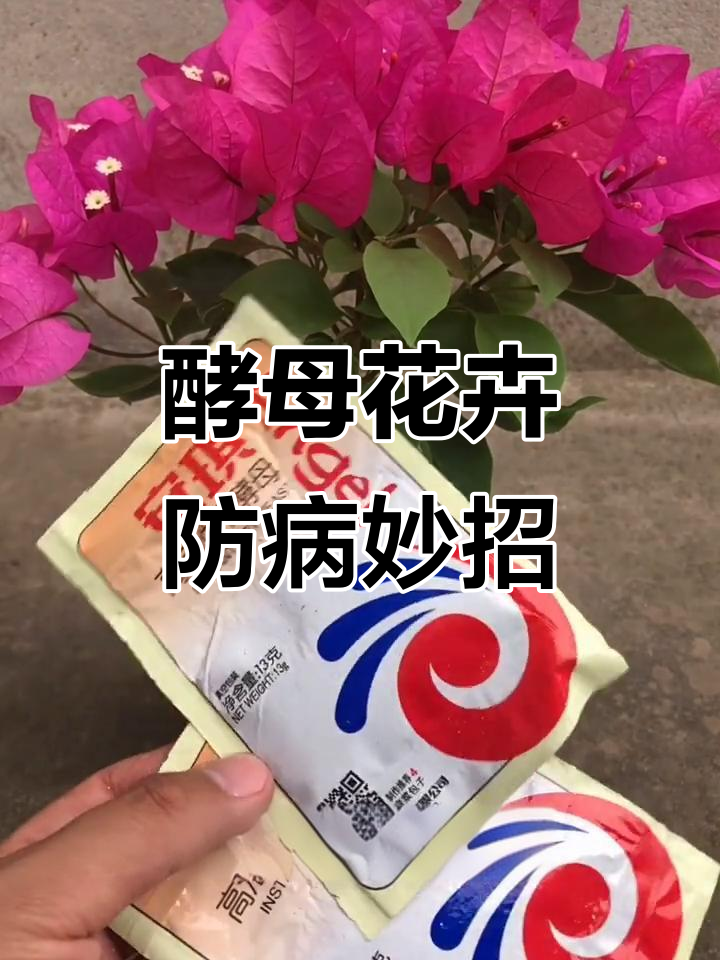 酵母水喷雾助力花卉健康,预防白粉病效果极佳