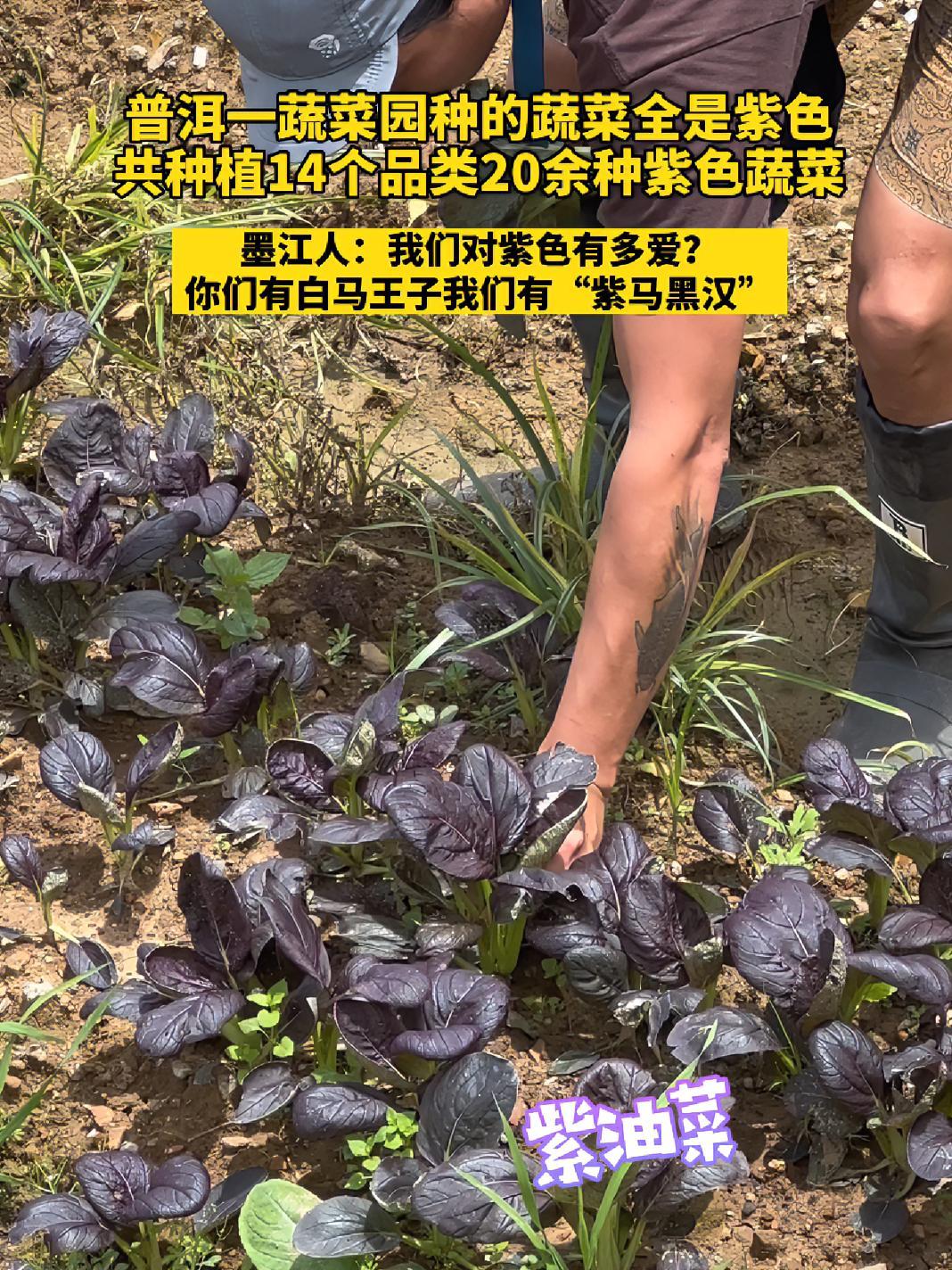 墨江到底有多紫?连蔬菜园种的全是紫色蔬菜!有一种叫云南的生活 自己种的纯天然的绿色蔬菜