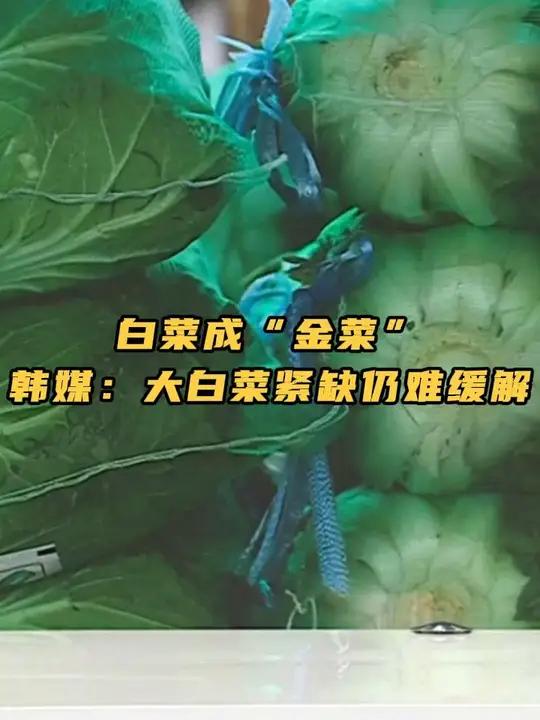 白菜成“金菜” 韩媒:大白菜紧缺仍难缓解 政府将追加进口 韩国 大白菜 泡菜