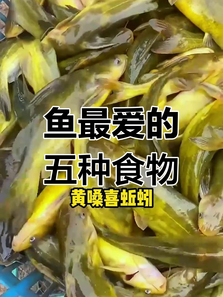 鱼最爱吃什么?这些食物让它们欲罢不能