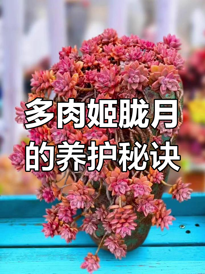 姬胧月:美丽又耐养的多肉植物,冬季保暖必知技巧