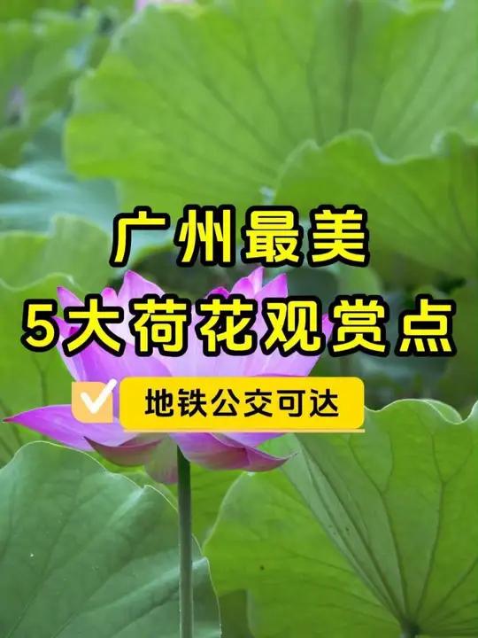 广州5大最美荷花观赏点,大部分免费,地铁公交可达,你去过几个