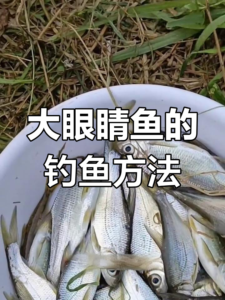 钓大眼睛鱼技巧解析