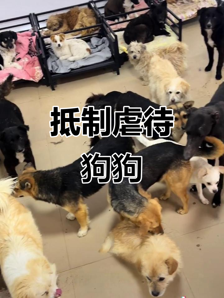 拒绝吃狗肉,守护伴侣动物的生命与尊严