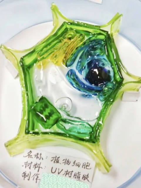 「高中女生花7天用UV胶制植物细胞模型:希望大家能感受生物学的魅力「期待」」近日,山东青岛