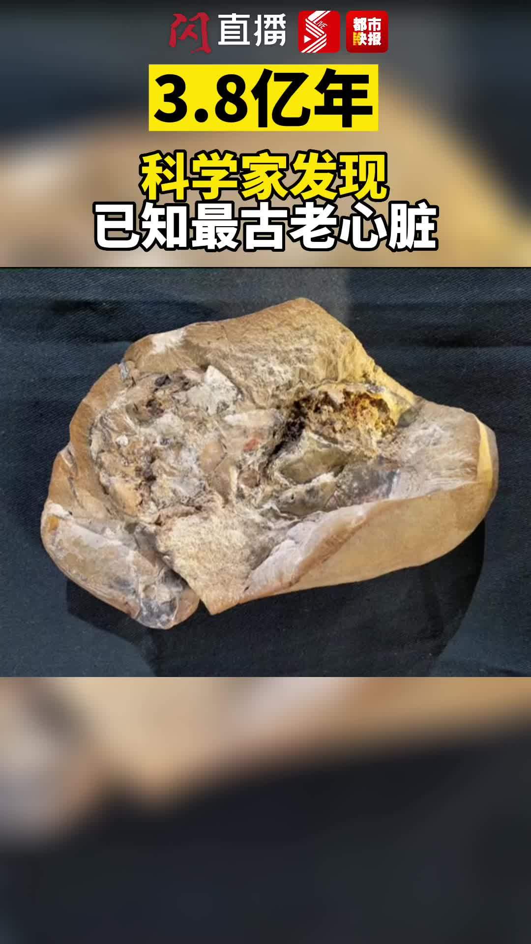 3.8亿年!科学家发现已知最古老心脏!为研究人类自身进化提供重要线索 神秘