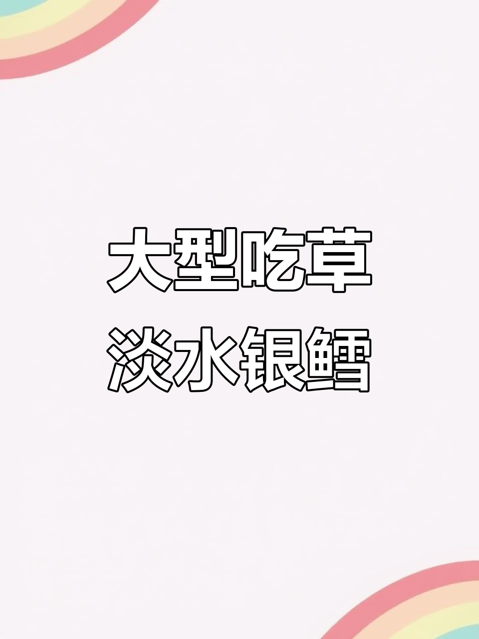 吃草的淡水银鳕鱼,最大能长到30斤