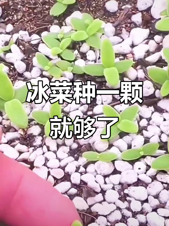 一颗冰菜种子,长成全家够吃的大棵蔬菜