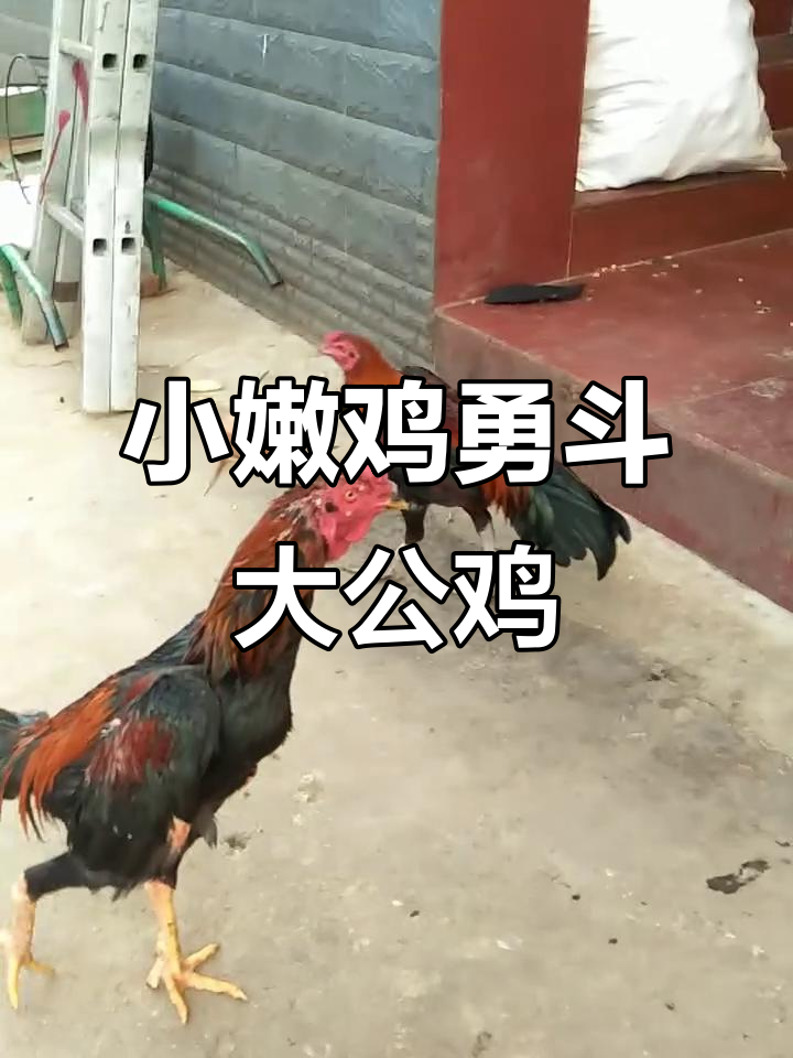 五个月的小鸡竟敢挑战大公鸡,跳得比它还高!
