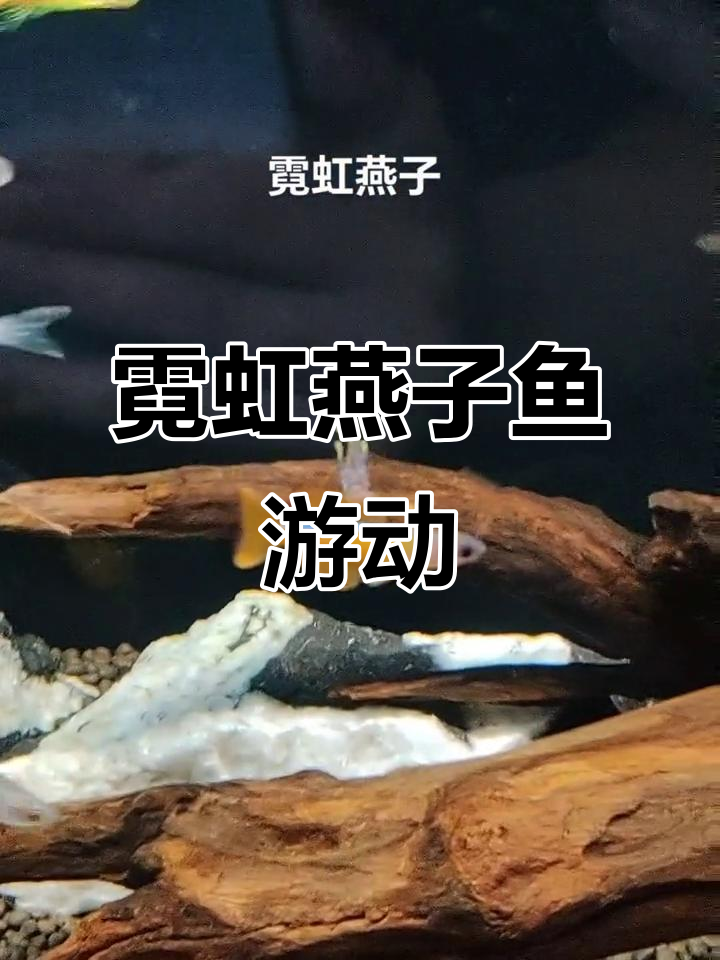霓虹燕子鱼在水中自由飞翔,草缸生态美景尽显