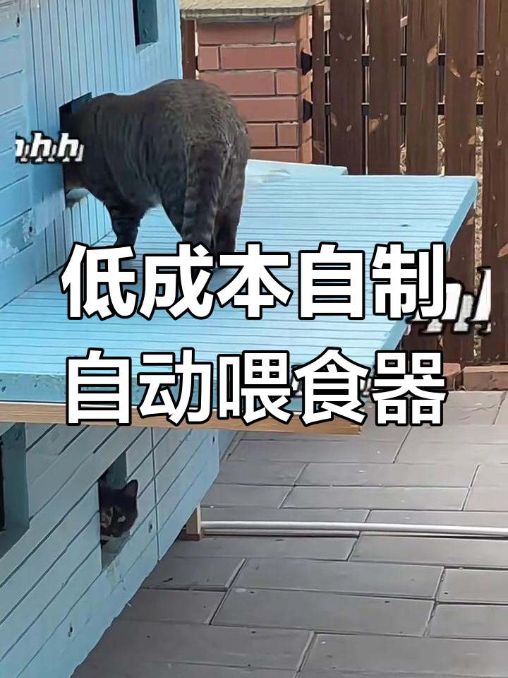 自制大容量远程喂食器,猫咪春节不愁吃喝