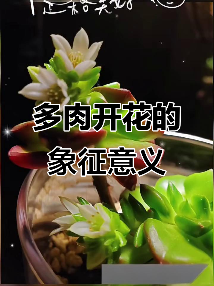 多肉开花,寓意吉祥安康,带来好运!